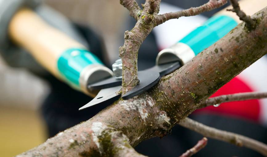 Tree Trimming